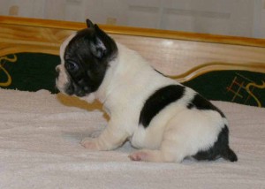 Wonderful Male And Female French Bulldog  Puppies For Christmas