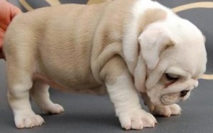 sweet lovely English bulldog puppies for adoption