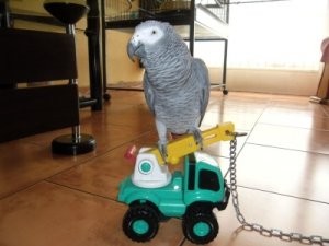 African Gray Parrots Ready For New Homes