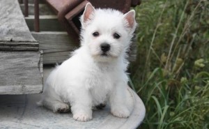 Top quality, Champion West Highland White Terrier puppies For Adoption