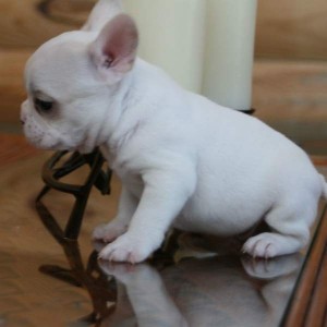 Pure Bred French bulldog Puppies For adoption....