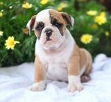 3 VERTY HEALTY PURE WHITE, AND BROWN ENGLISH BULLDOG PUPPIES FOR FREE HOME ADOPTION NOW.