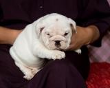 3 VERTY HEALTY PURE WHITE, AND BROWN ENGLISH BULLDOG PUPPIES FOR FREE HOME ADOPTION NOW.