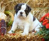 English Bulldog puppies for Adoption ($200.00)