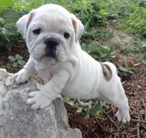 AKC Charming Male And Female English Bulldog Puppies