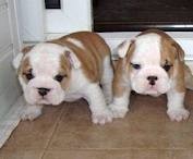 3 VERTY HEALTY PURE WHITE, AND BROWN ENGLISH BULLDOG PUPPIES FOR FREE HOME ADOPTION NOW.