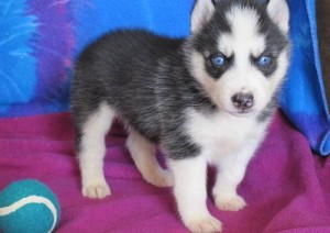 small puppies (siberian husky)-adoption