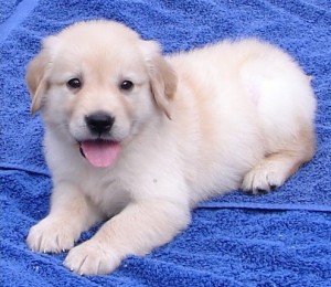 CHARMING AND LOVELY CHRISTMAS GOLDEN RETRIEVER PUPPIES FOR NEW FAMILY HOME ADOPTION