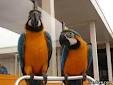 blue and gold macaw for re-homing