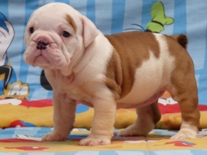 CHARMING AND LOVELY CHRISTMAS ENGLISH BULLDOG  PUPPIES FOR NEW FAMILY HOME ADOPTION