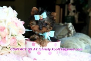 Top Quality Male and Female Teacup Yorkie Puppies available for adoption