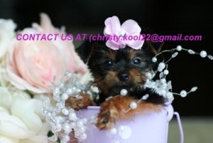 Gorgeous Male and Female Teacup Yorkie Puppies available for adoption