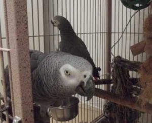 Proven breeding pairs of African Grey Congos for sale