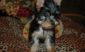 Adorable Teacup Yorkie Puppies For Adoption.