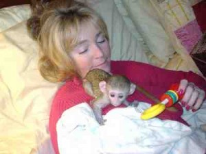 cute and loving female capuchin monkey for adoption