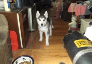 Siberian Husky Puppies available to go now for just low cost !!!