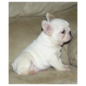 URGENT ! French Bulldog Puppies Available For Your Homes .