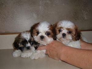 ******charming and adorable lovely male and female shih tzu puppies for adoption ******