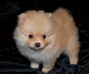 Male and Female Pomeranian Puppies Ready For New Home