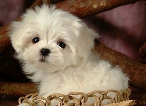 lovely Maltese puppies for adoption