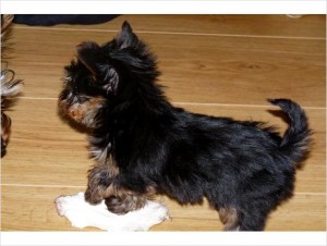 I have lovely yorkie puppies for a pet lover