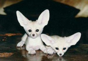 2 Sweet Fennec Fox babies available.....