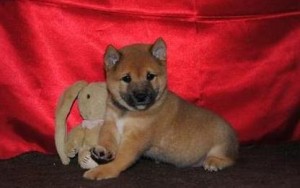 Gorgeous Shiba Inu Puppies Ready for XMAS