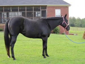 attractive mare and golding yielding Horse for free adoption to good loving and caring homes.