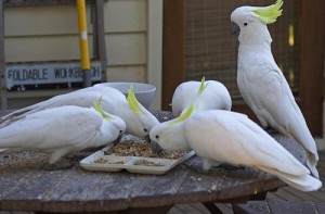 macaw parrot male and female.contact for more information and price