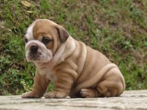 Healthy and adorable akc lovely english bulldog puppies for sale