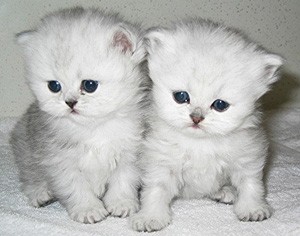 Persian kittens For Adoptions