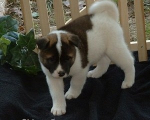 Healthy And Cute Akita puppies