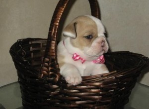 beautiful English Bulldog Puppies in Need of a home