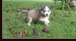 home trained blue eyes siberian husky