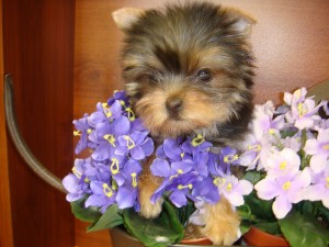 Adorable Tea cup yorkies