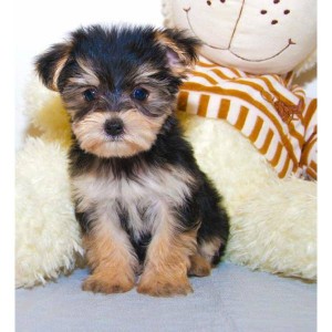 cute akc reg. yorkshire terrier puppies.