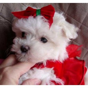 Beautiful AKC Teacup maltese Puppies Puppies For Adoption