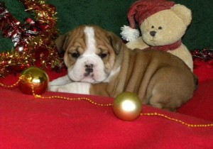 Selective English Bulldog Puppies for Sale