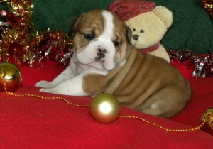 sweet loving English Bulldog Puppies for Sale