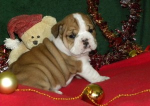 cute English Bulldog Puppies for Sale