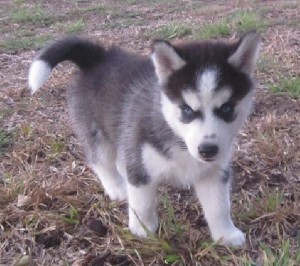 cute siberian husky puppy for adotion