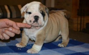 beautiful English Bulldog Puppies for Sale