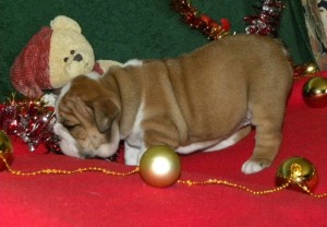 Purebred English Bulldog Puppies for Sale