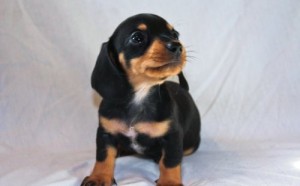 ADORABLE DACHSHUND PUPPIES FOR FREE ADOPTION