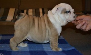 Sweet adorable English Bulldog Puppies for Sale