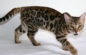 CHARMING CHRISTMAS MALE AND FEMALE BENGAL KITTENS FOR YOU KIDS