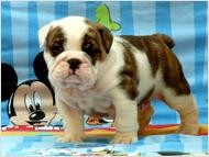 Healthy Raised AKC Registered English Bulldog Puppies For Adoption