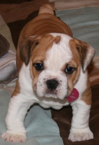 well socialized Train English Bulldog Puppies For Free Adoption