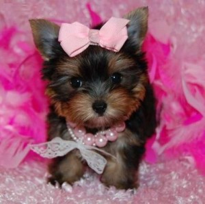 ///Cutest Yorkie Puppies needing a caring   family   asap .