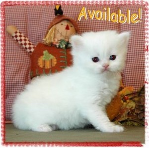 persian kittens for your family